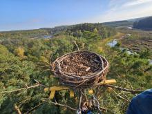 Rybołów nad Wisłą: platforma lęgowa w Nadleśnictwie Cierpiszewo