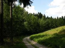 Ścieżki przyrodniczo - leśne