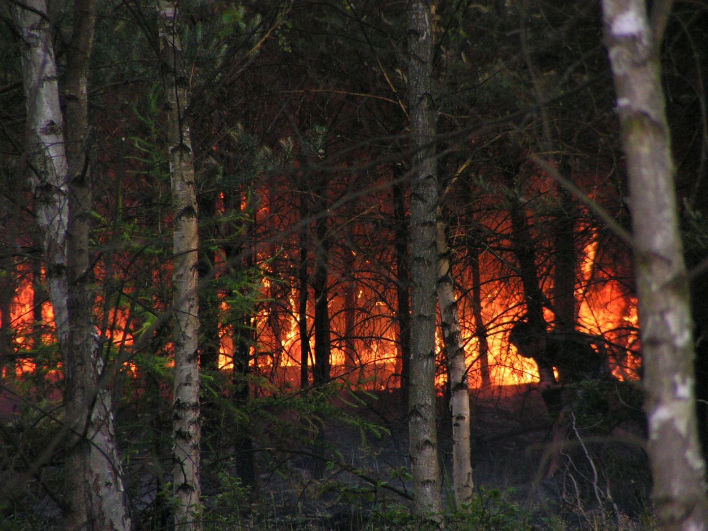 Pożar w lesie (fot. Nadleśnictwo Gniewkowo)