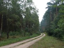 Las po 25 latach katastrofalnego pożaru w Puszczy Bydgoskiej