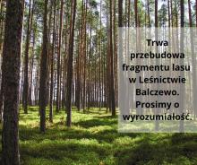 Przebudowa fragmentu lasu w Balczewie