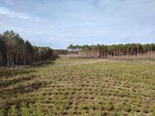 Nabywanie lasów i gruntów przeznaczonych do zalesienia