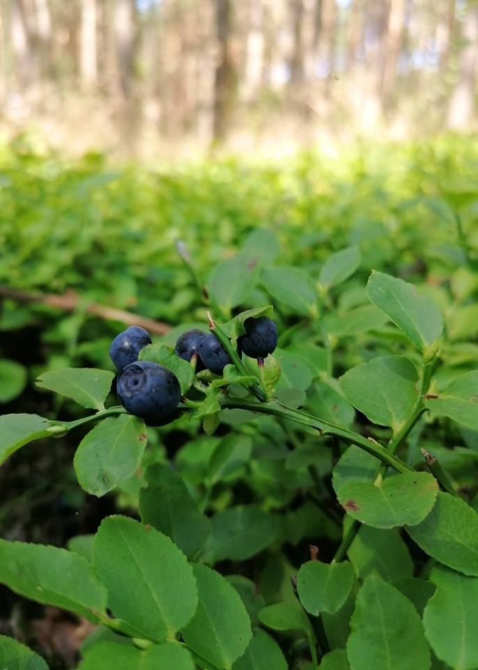 Smaczne&#x20;jagody&#x20;z&#x20;gniewkowskich&#x20;lasów