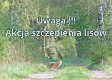 Akcja Szczepienia Lisów